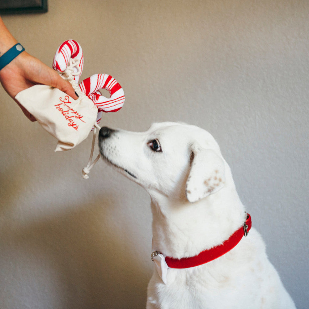 P.L.A.Y. Christmas Candy Canes Plush Dog Toy