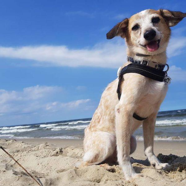 The PontiEasy Fit Black Mesh Harness with Adjustable Girth