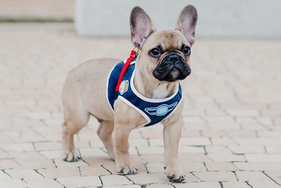 DENIM Dog Harness from Bowl & Bone