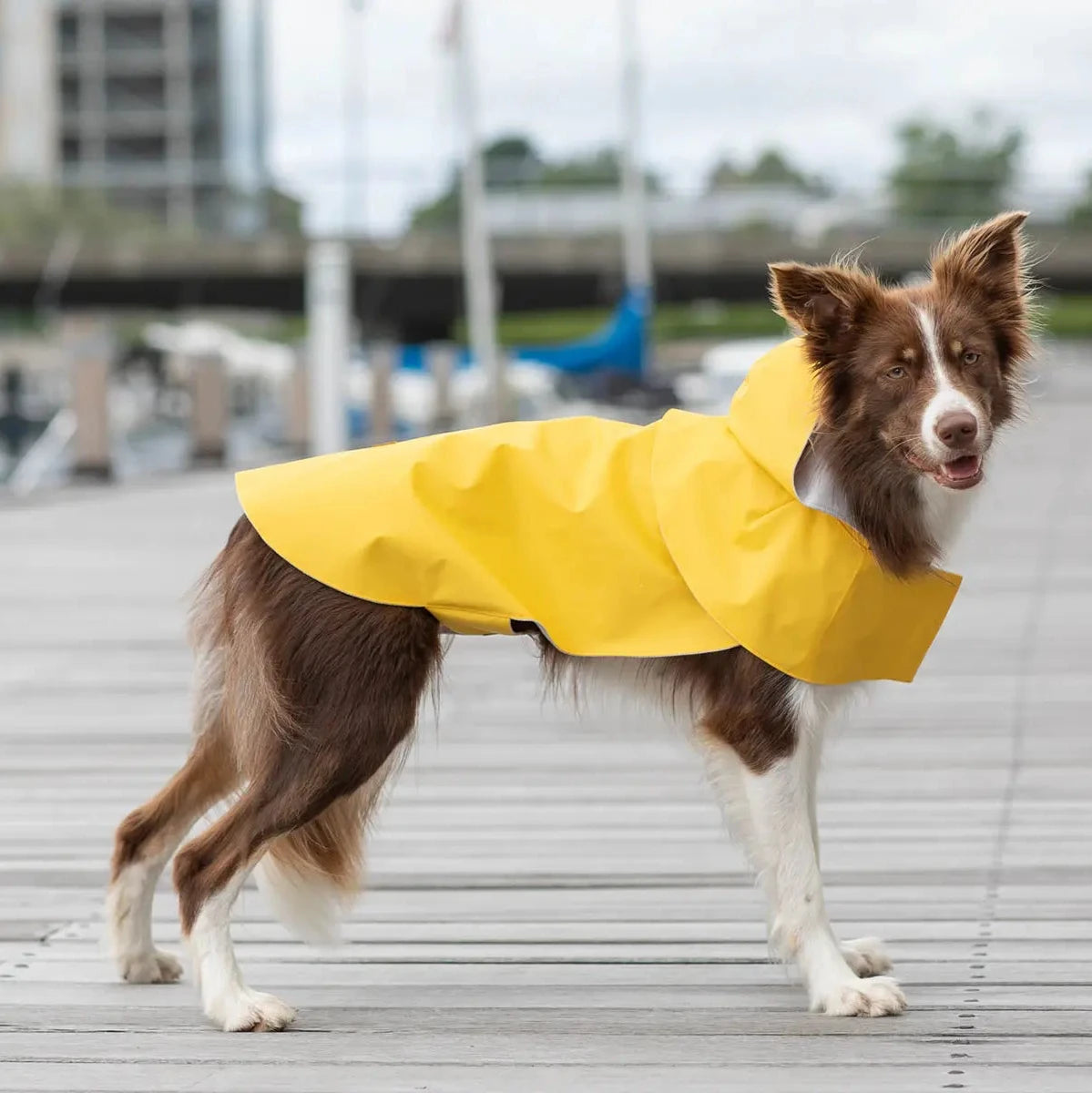 Bowl and Bone Storm Hoodie Raincoat - Orange