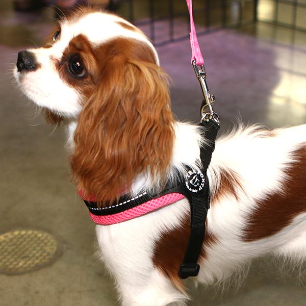 Tre Ponti Easy Fit Liberta Red Mesh Harness with No Escape Adjustable Closure