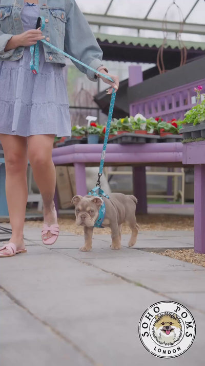 Moomin Dog Accessories