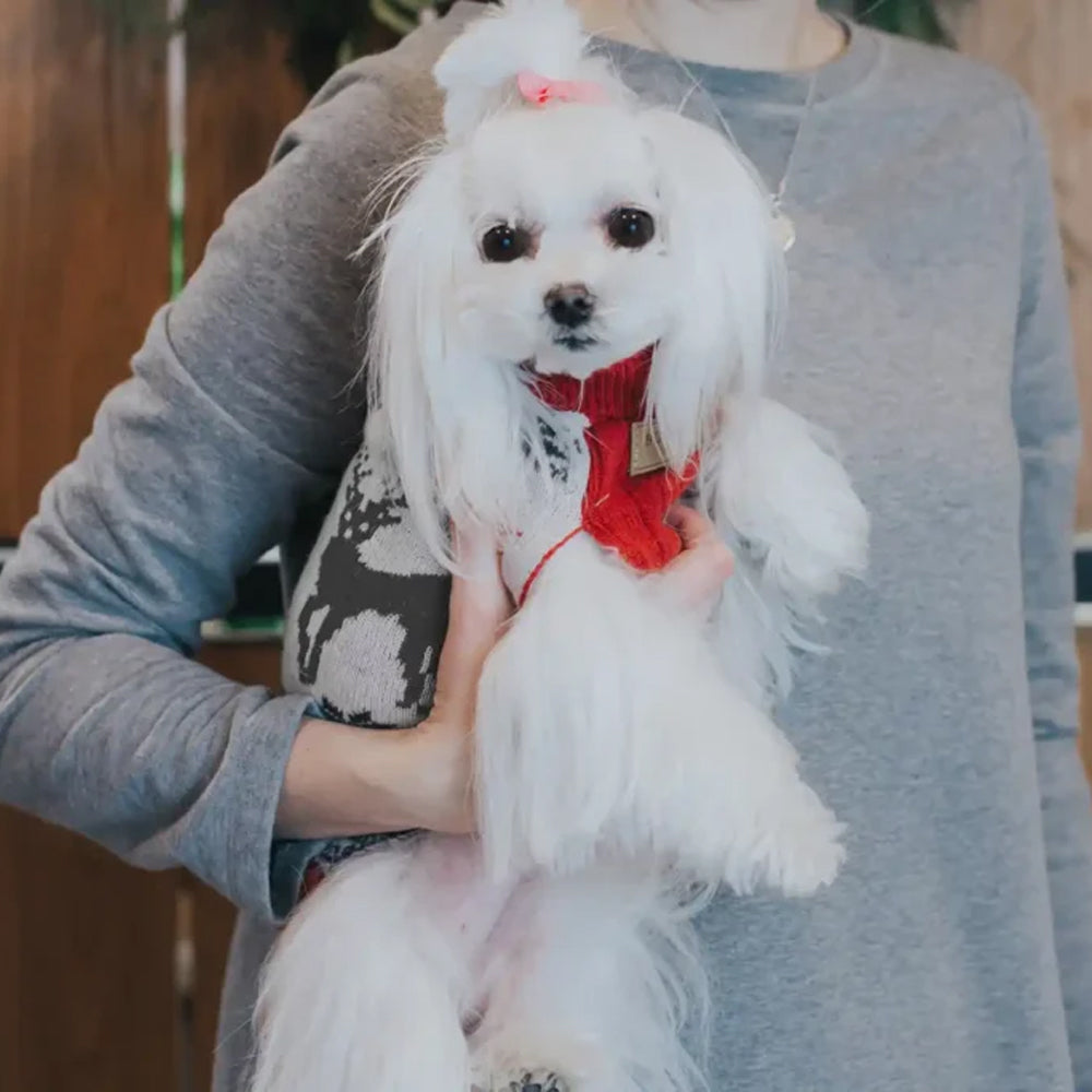 Christmas Reindeer Sweater from Bowl & Bone