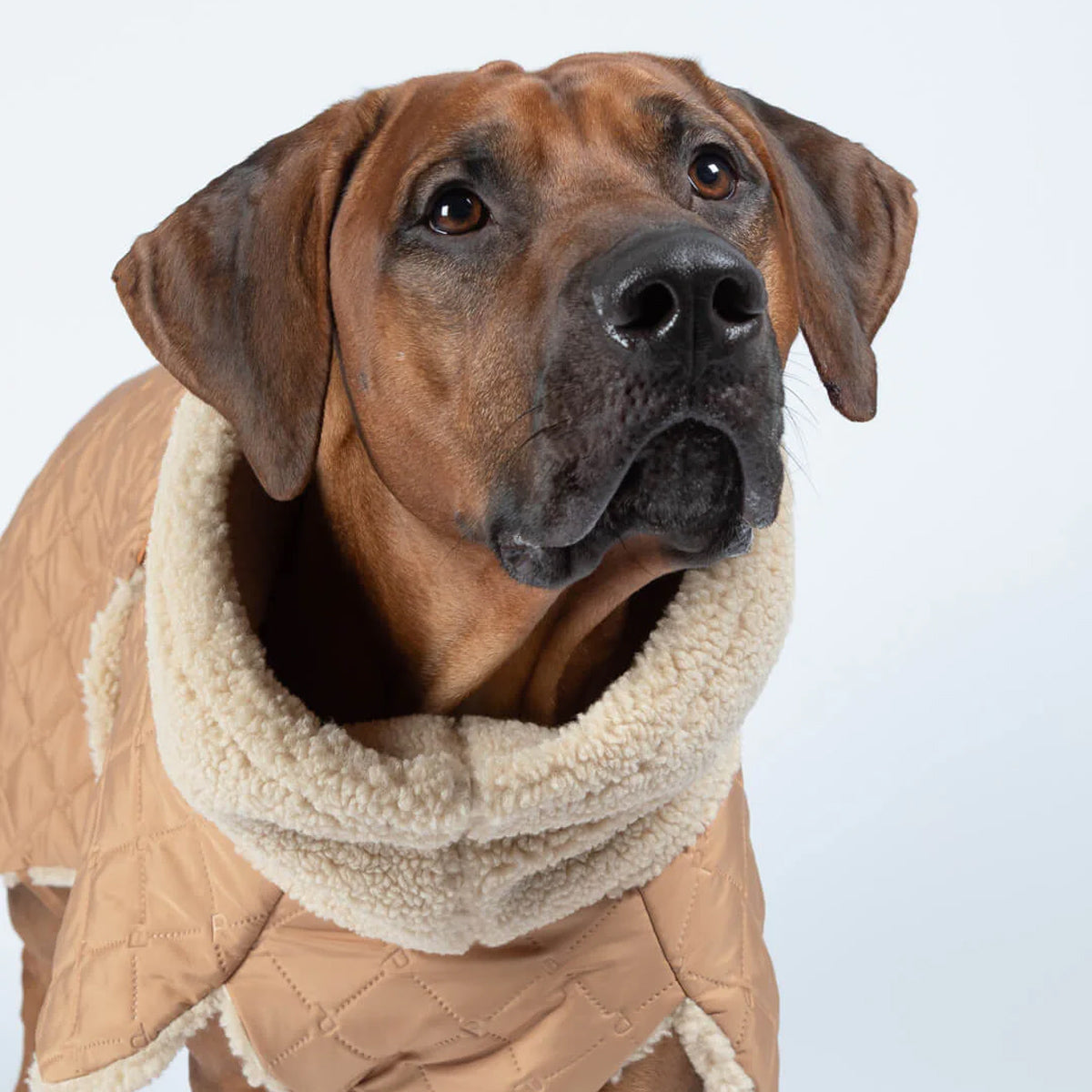 PAIKKA Reflektierender & Wasserdichter Hunderegenmantel Lite in Pink