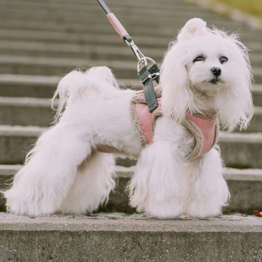 Cream YETI Dog Harness from Bowl & Bone