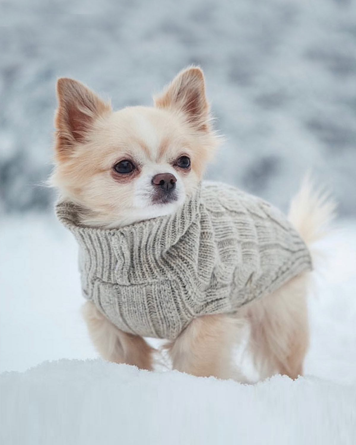 Winter Dog Accessories