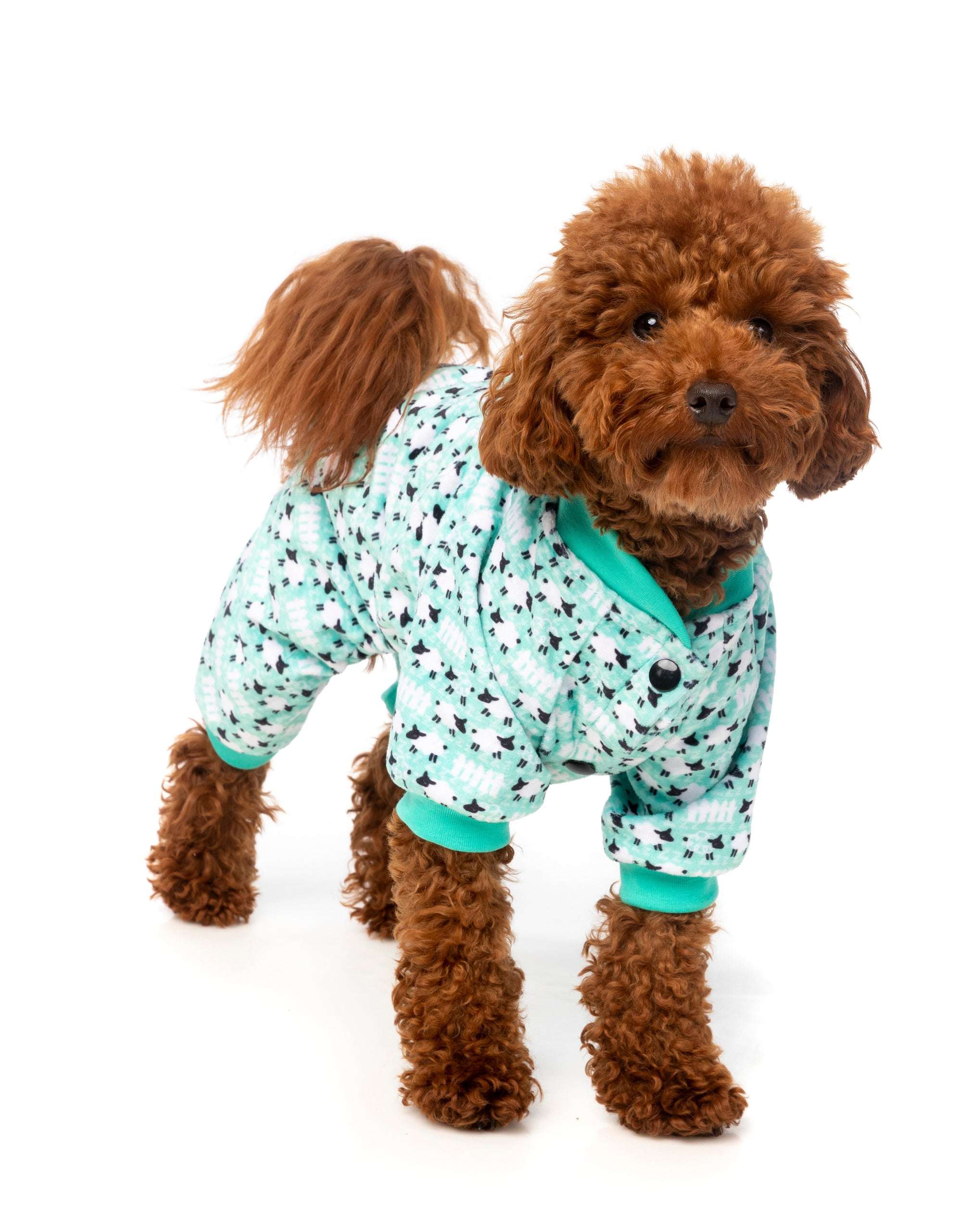 Dogs top in pyjamas