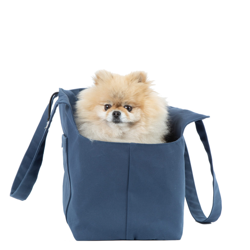 Pomeranian carrier top