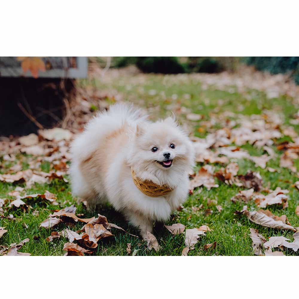 Mustard JOY Dog Chimney Scarf from Bowl & Bone