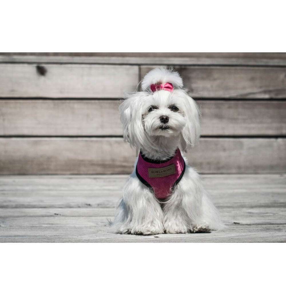 Pink CANDY Dog Harness from Bowl & Bone