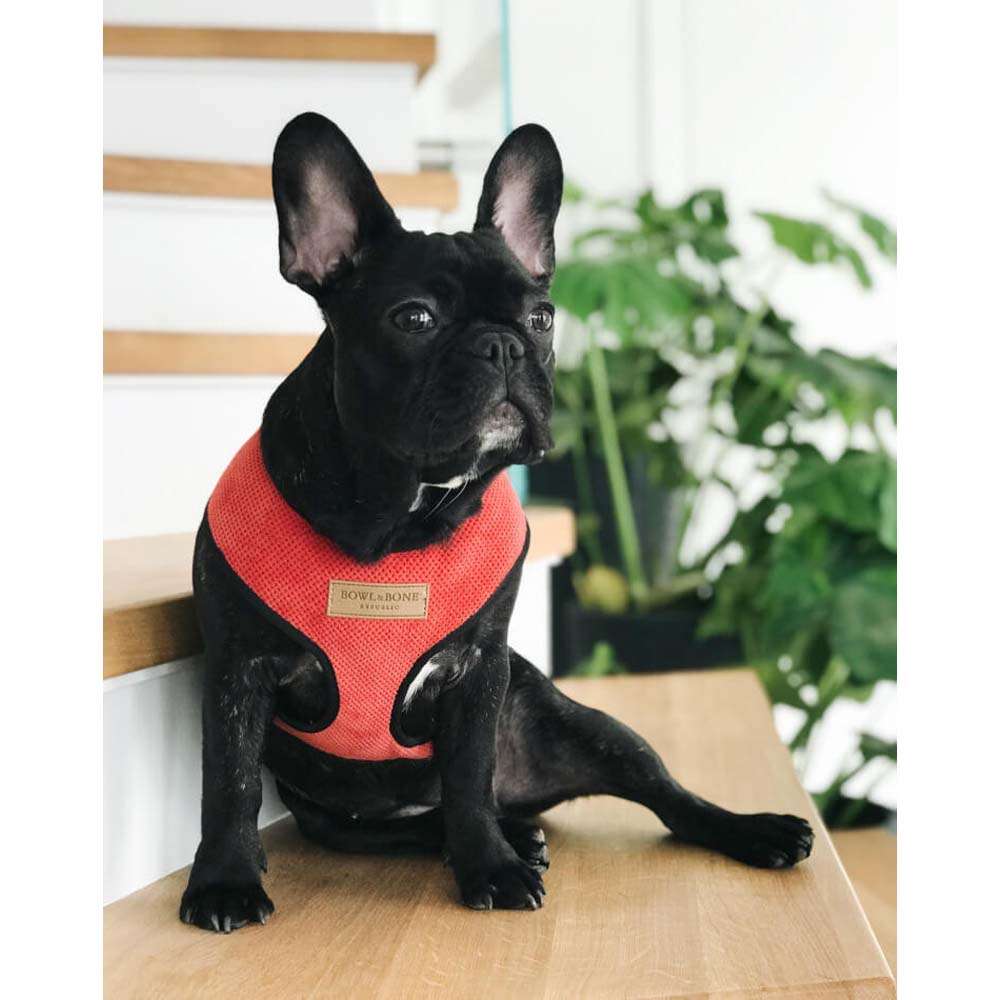 Red CANDY Dog Harness from Bowl & Bone