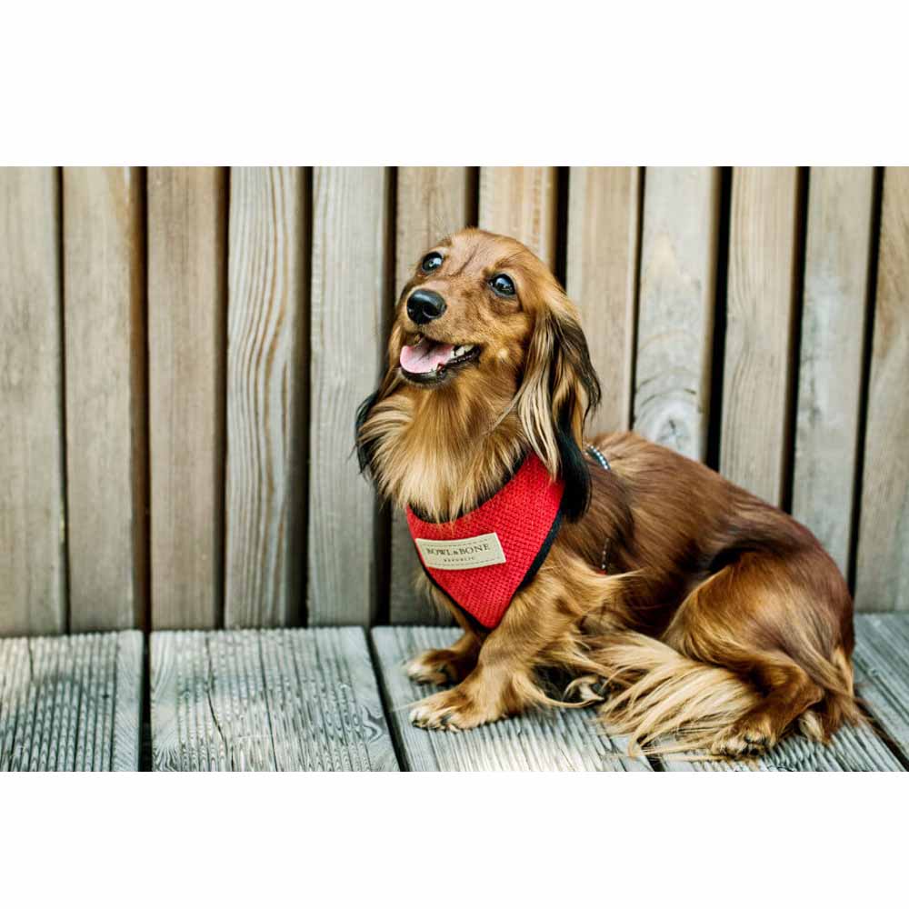 Brown CANDY Dog Harness from Bowl & Bone