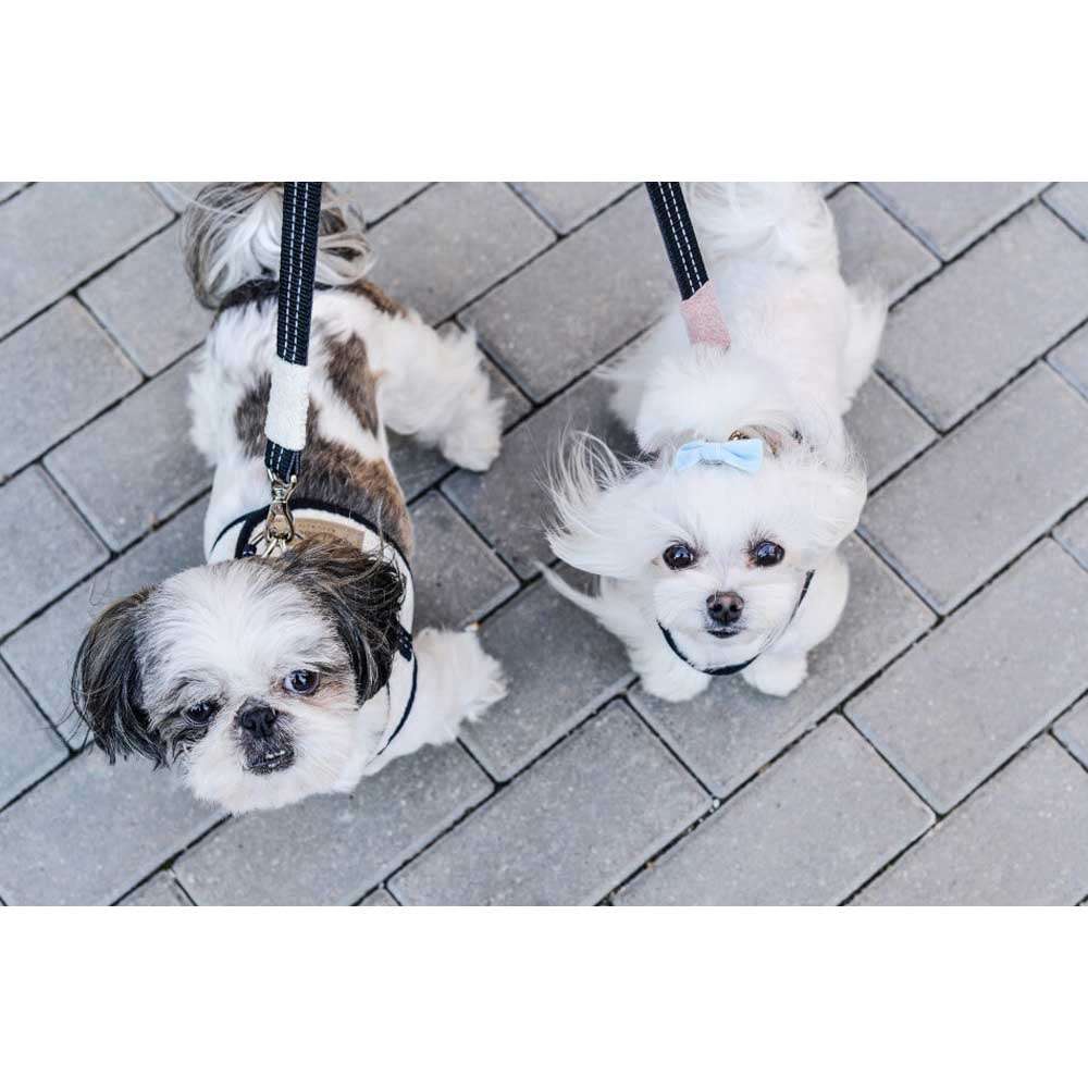 Cream SOHO Dog Harness from Bowl & Bone