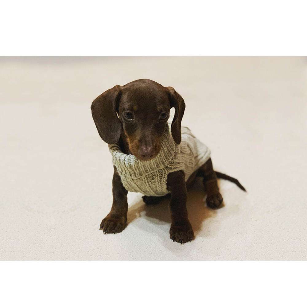 Ecru ASPEN Dog Sweater from Bowl & Bone