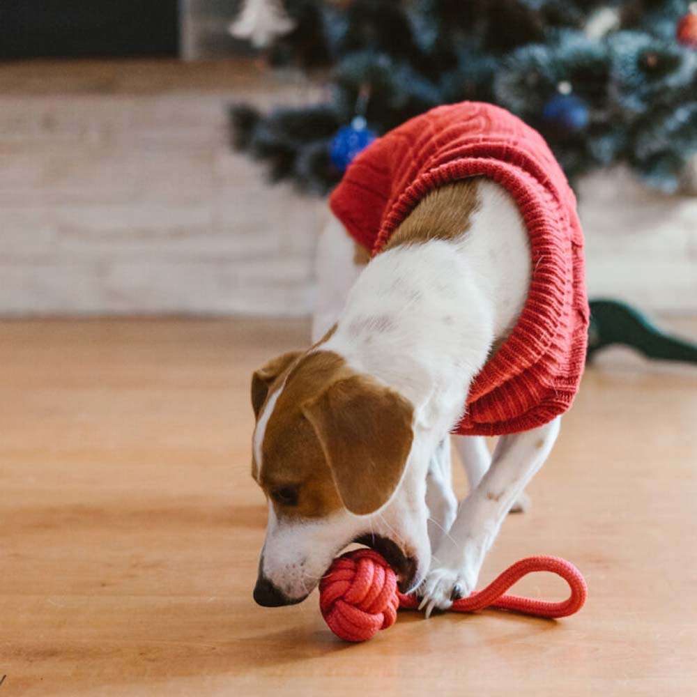 Red ASPEN Dog Sweater from Bowl & Bone