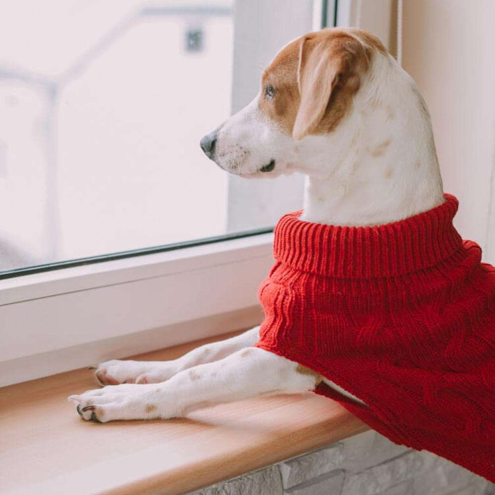 Red ASPEN Dog Sweater from Bowl Bone