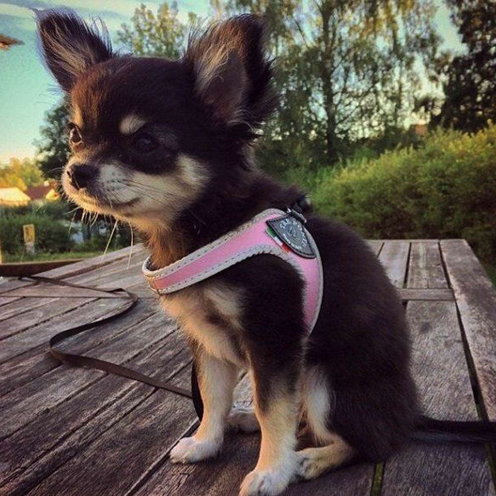 Tre Ponti Easy Fit Classic Pink Harness with Adjustable Strap Closure