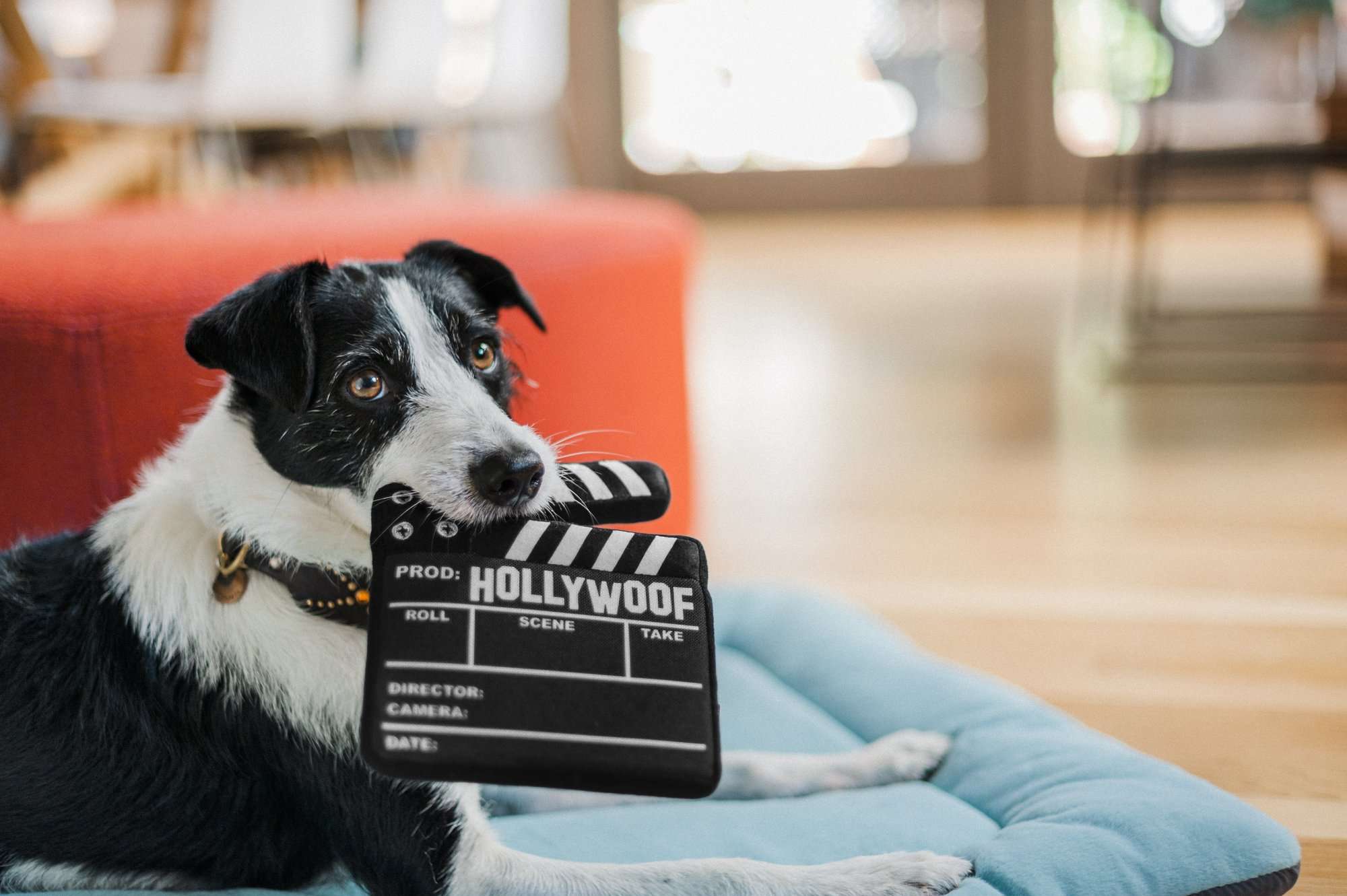 P.L.A.Y.  Hollywoof Doggy Director Board Dog Toy